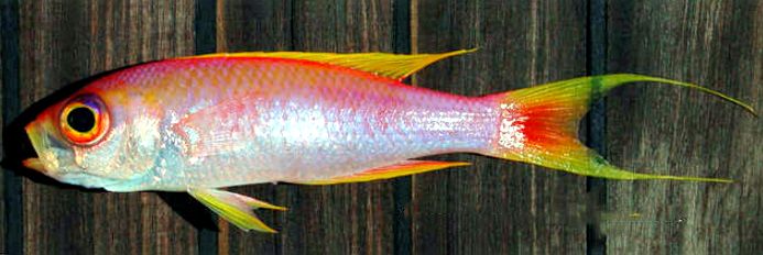 Callanthias ruber_002